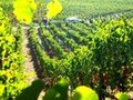 Amista Vineyards